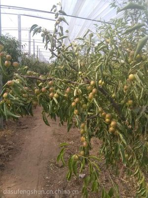 大荔冬棗冬棗/滁州大荔冬棗大荔哪個鎮(zhèn)