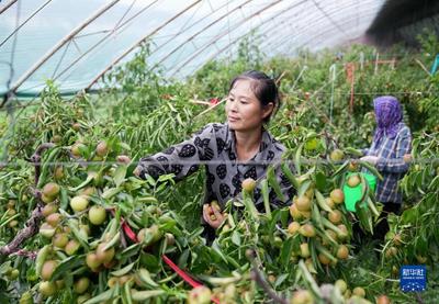 河北黃驊:大棚冬棗采摘忙