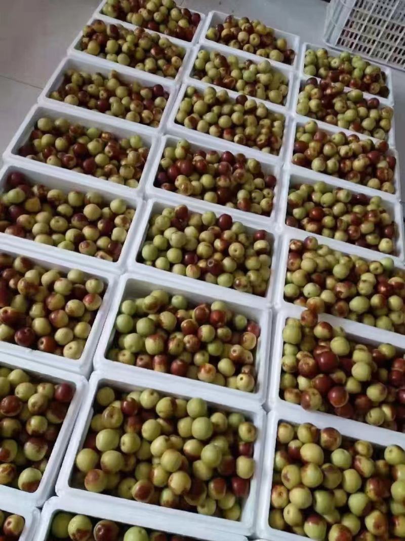 黃驊冬棗批發指南 河北滄州特色鮮棗的市場機遇